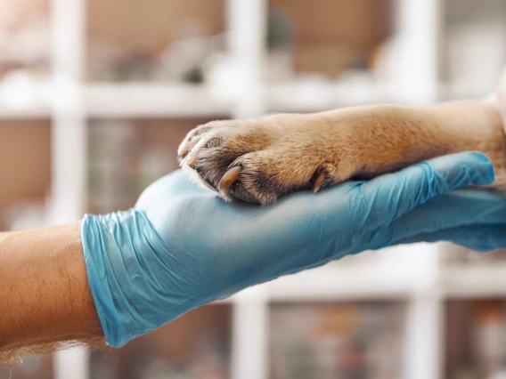 gloved hand and paw